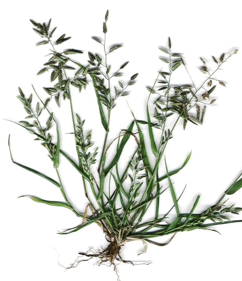 Stinkgrass blooming in a dry, sunny garden bed with fine, airy flower plumes