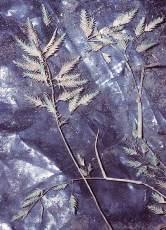Eragrostis hypnoides - teal lovegrass forming dense mats along a stream bank