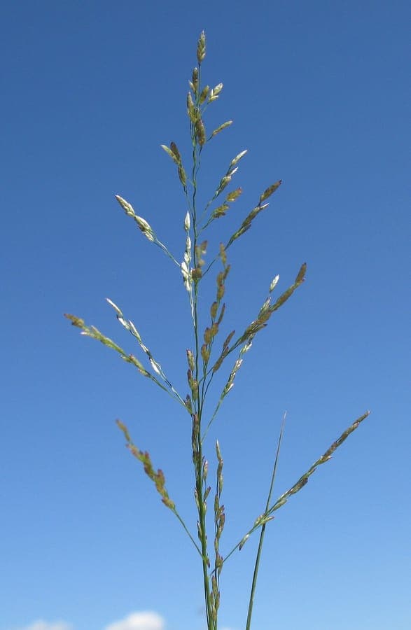 Mexikanisches Liebesgras mit feinen Blütenrispen