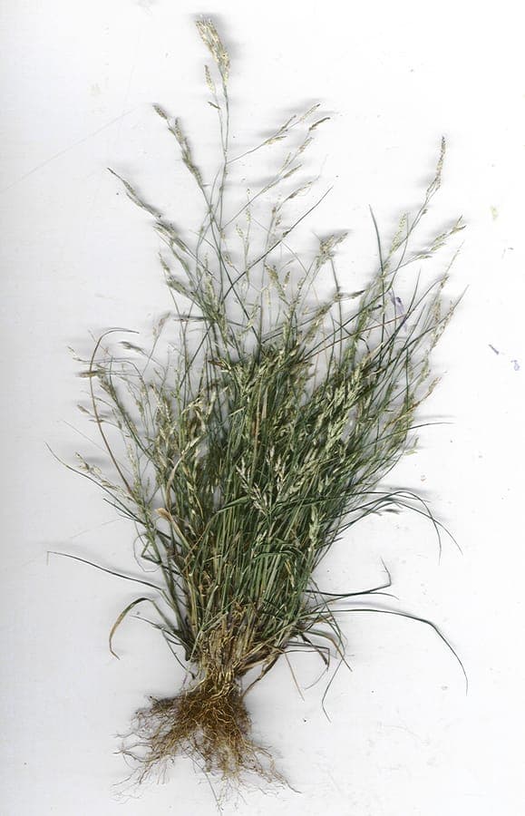 Eragrostis pectinacea met delicate bloeiwijze
