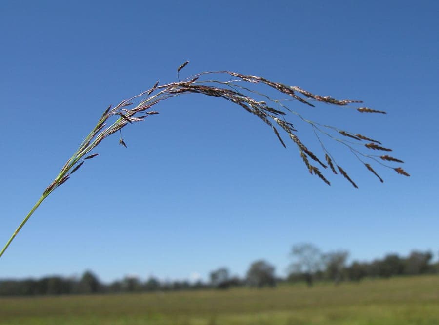 Behaartes Liebesgras in voller Blüte auf trockenem, sonnigem Boden