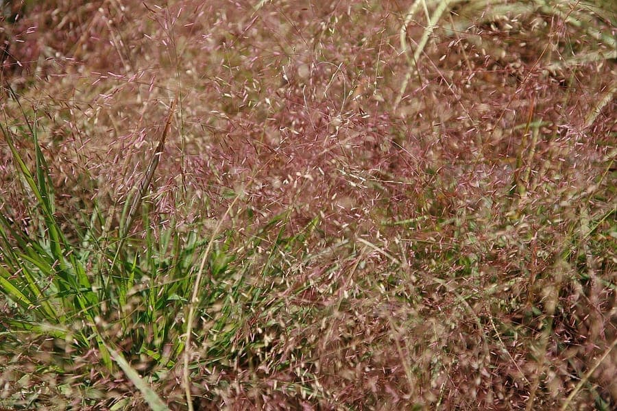 Eragrostis spectabilis - eragrostide brillante avec ses panicules mauves vaporeuses en automne