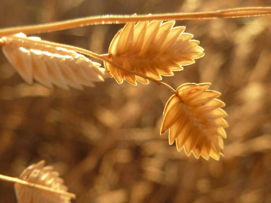 Wilman lovegrass with broad golden-green flower panicles in full sun