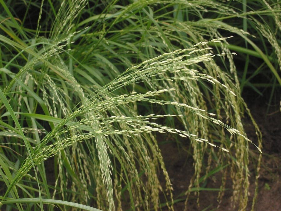 Teff grass displaying fine feathery flower panicles in sunlight