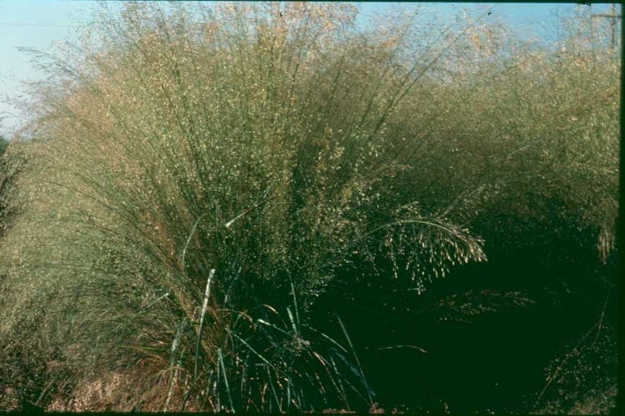 Eragrostis trichodes Ziergras mit luftigen Rispen