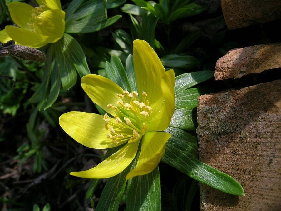 Winterakoniet (Eranthis hyemalis) met gele bloemen in volle bloei op een licht beschaduwde plek in de vroege lente