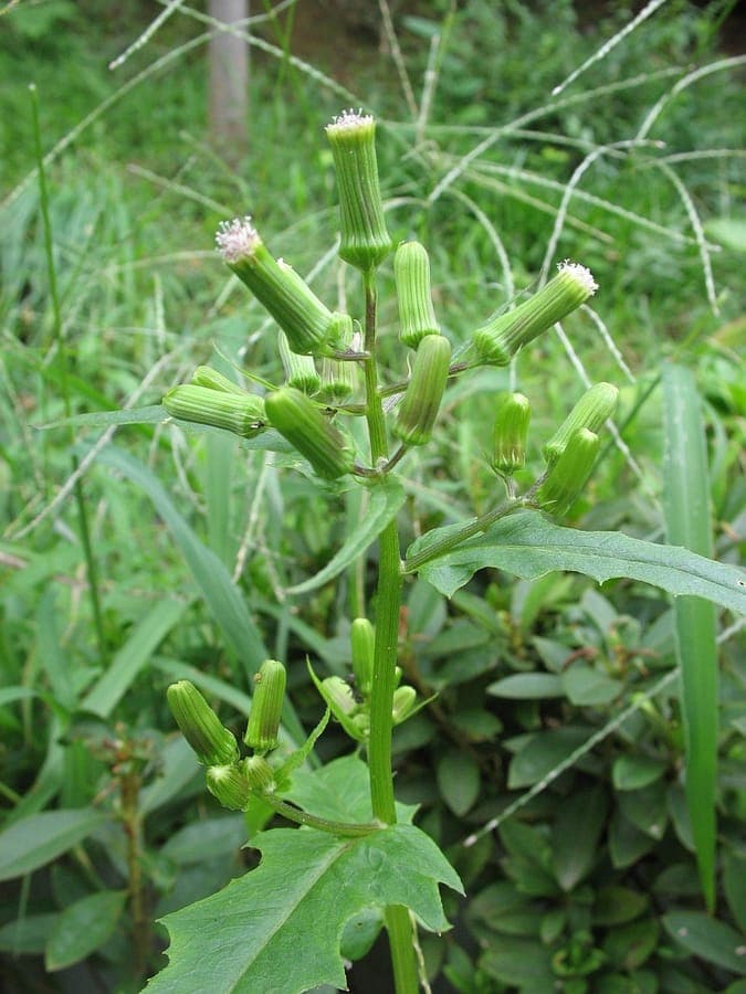 Erechtites hieraciifolius displaying characteristic white flowers