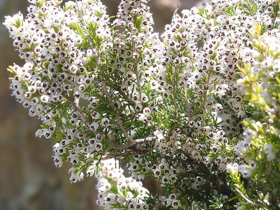 Tree heath (Erica arborea) in full bloom with tiny white flowers on a sunny spring morning