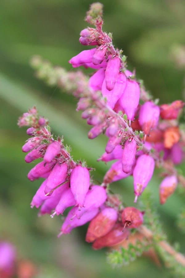 Wimperdophei met prachtige paarse bloemen in volle fleur