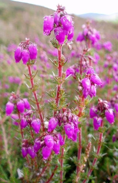 Graue Glockenheide in voller Blüte auf einem trockenen, sandigen Hang