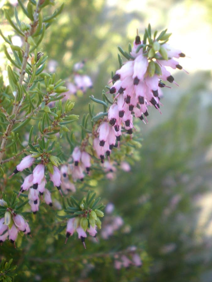Erica erigena (Irish heath) displaying purple flowers