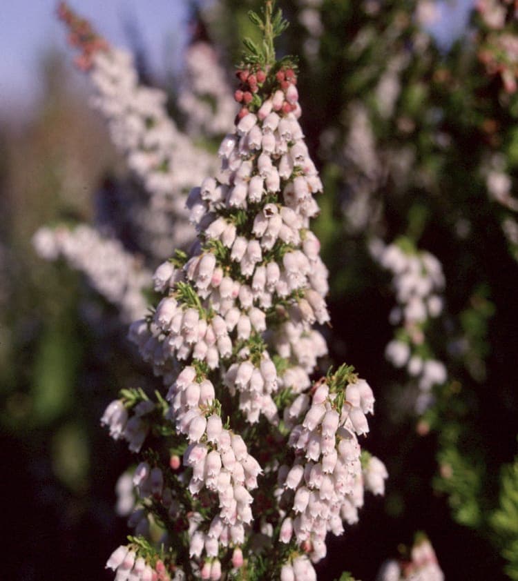 Portugese heide met witte bloemen