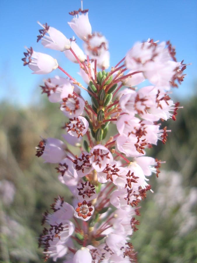 Erica manipuliflora in bloom with pink flowers