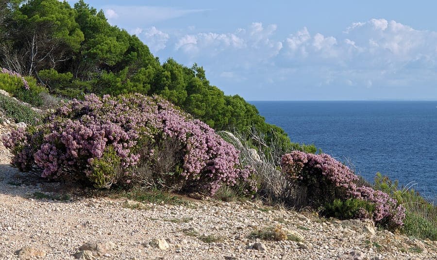 Rosabluten des Mittelmeerheides (Erica multiflora)