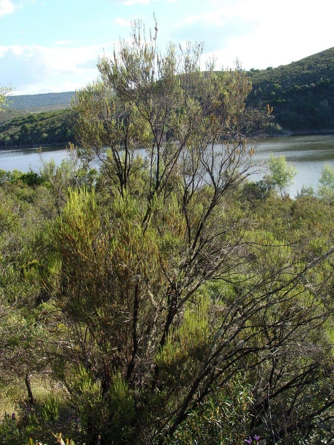 Besenheide-Strauch mit grünen Blüten in mediterraner Landschaft