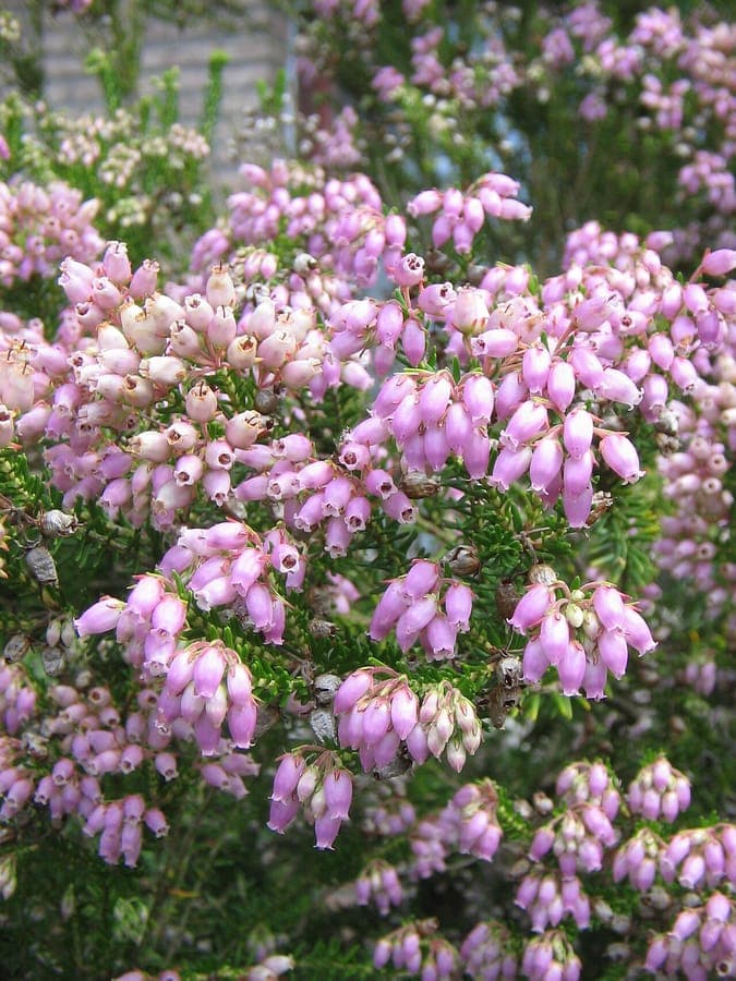 Pink flowers of Erica terminalis heath plant