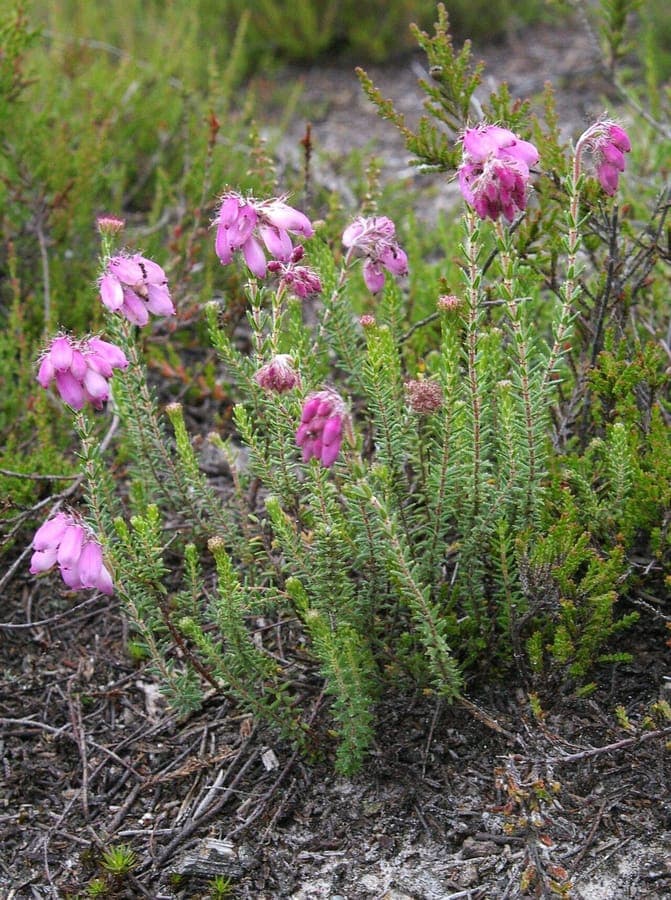 Bruyère des marais avec fleurs pourpres et feuillage gris-argenté en habitat humide