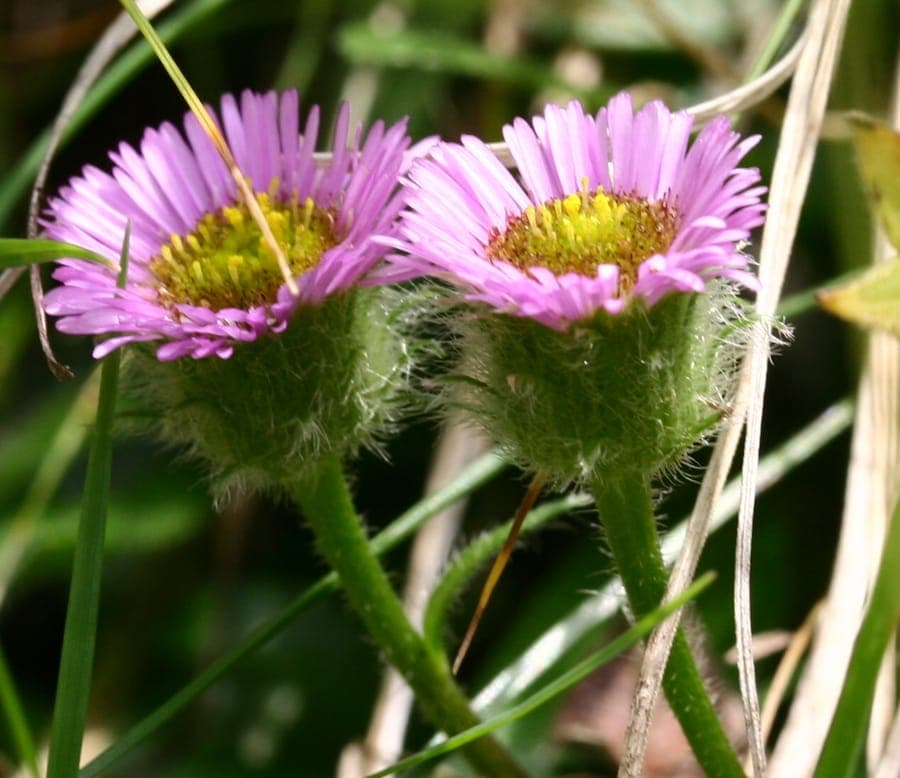 Alpine fleabane in full bloom on a sunny, well-drained spot among stones