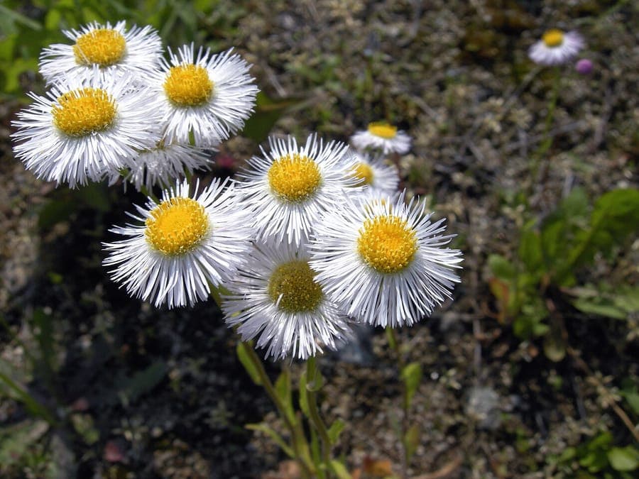 Daisy fleabane in full bloom along a sunny meadow edge, showing fine white flowers and slender green stems
