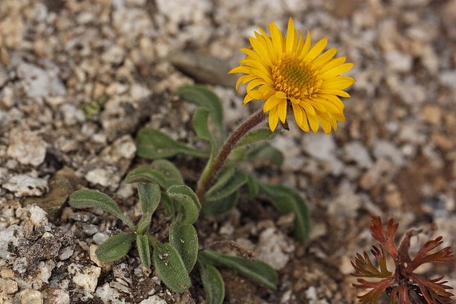 Vergerette doree (Erigeron aureus) en fleurs avec ses ligules jaune vif dans un cadre alpin