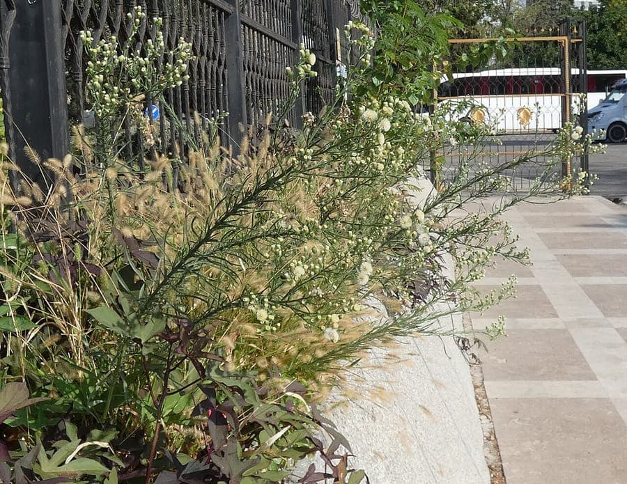 Gevlamde fijnstraal in volle bloei op een zonnige plek in de tuin