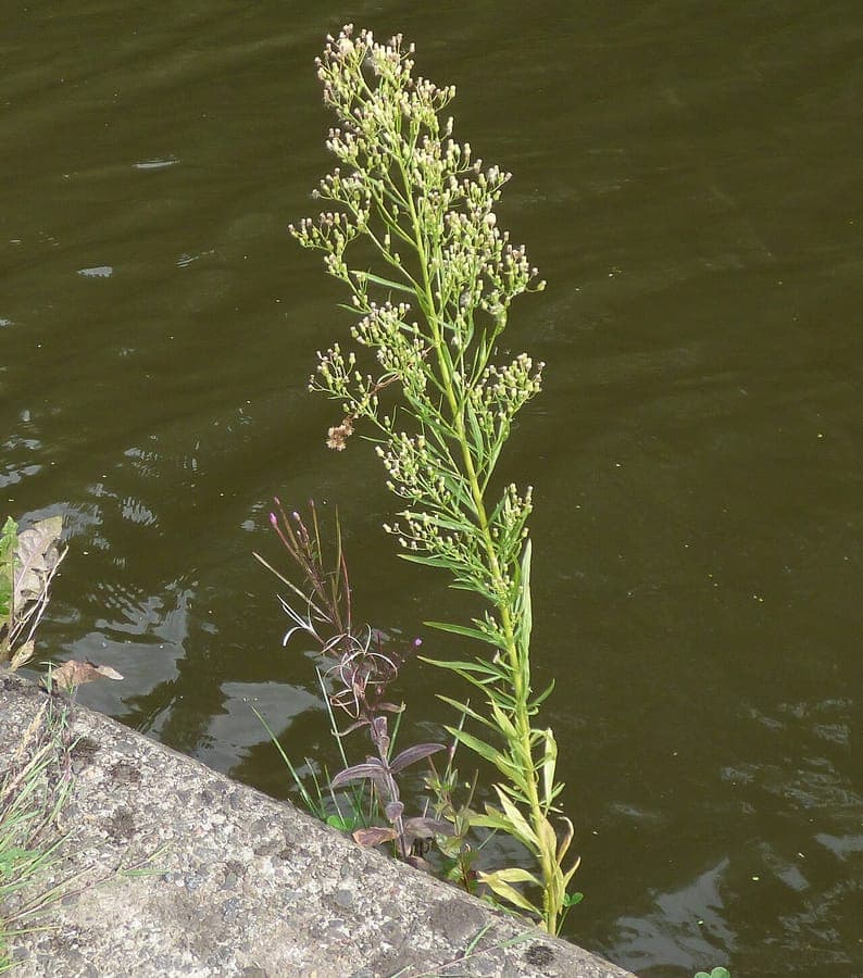 Canadese fijnstraal plant met fijne witte en roze bloemen