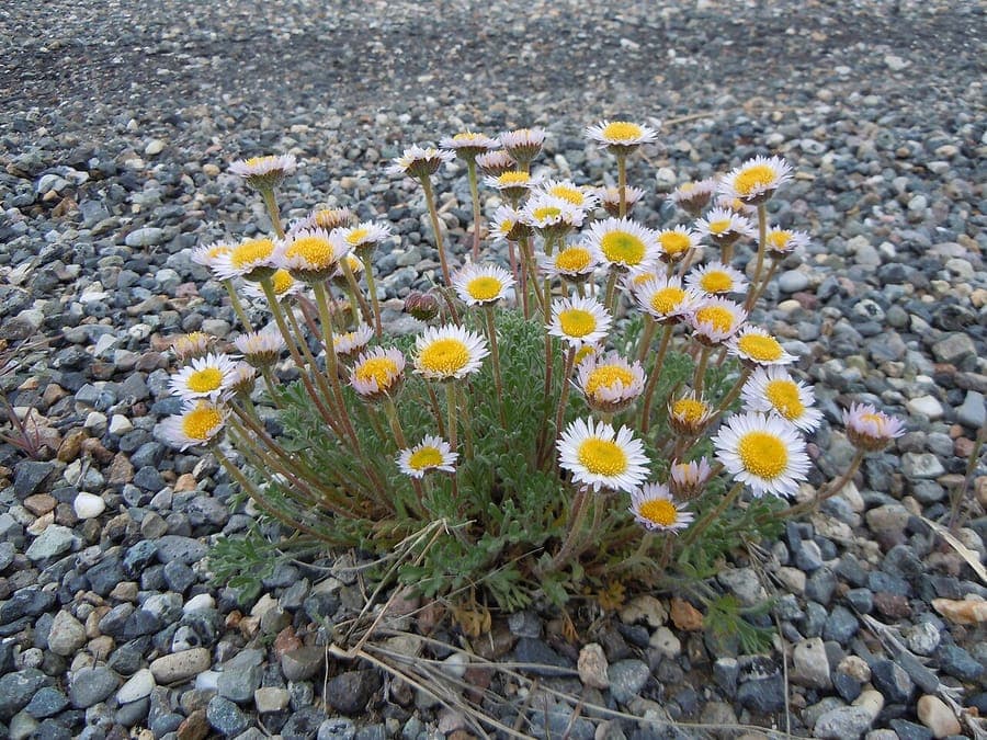 Erigeron compositus mit weißen Blütenkörbchen in einem Steingarten