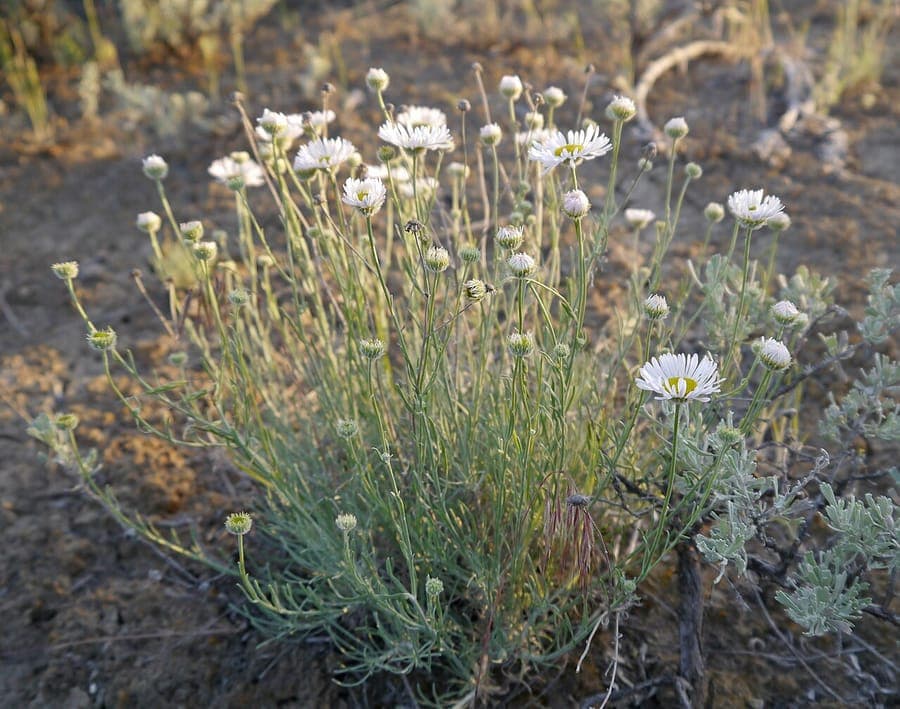 Erigeron filifolius mit fadenförmigen Blättern und weißen Blütenkörbchen