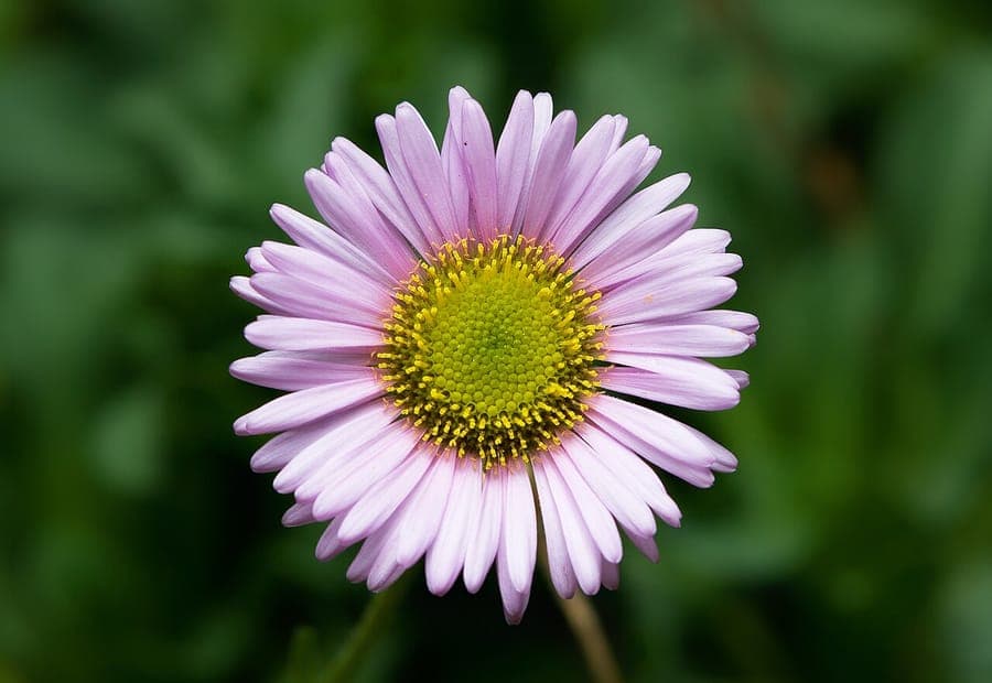 Erigeron glaucus Pflanze mit rosa-purpurroten Blueten und blaugrauem Laubwerk