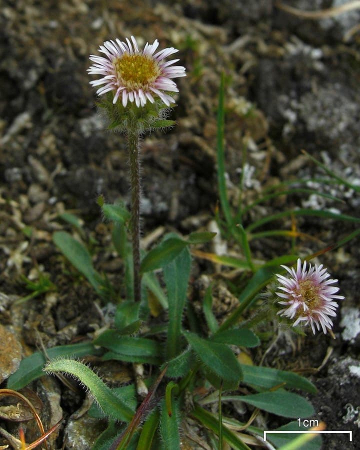 Arctic alpine fleabane with pink and yellow flowers in alpine habitat