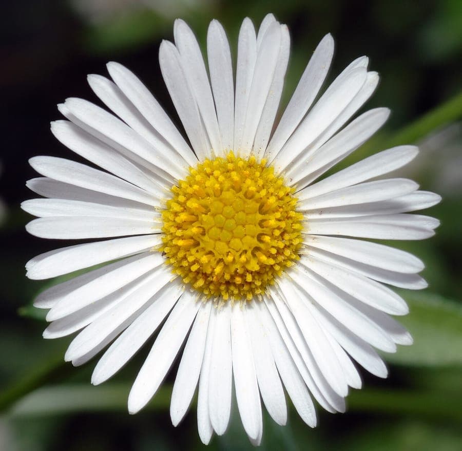 Erigeron karvinskianus with delicate pink and white flowers