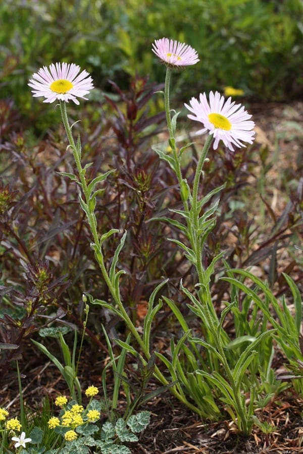Erigeron peregrinus mit tiefvioletten Zungenblüten auf einer subalpinen Wiese