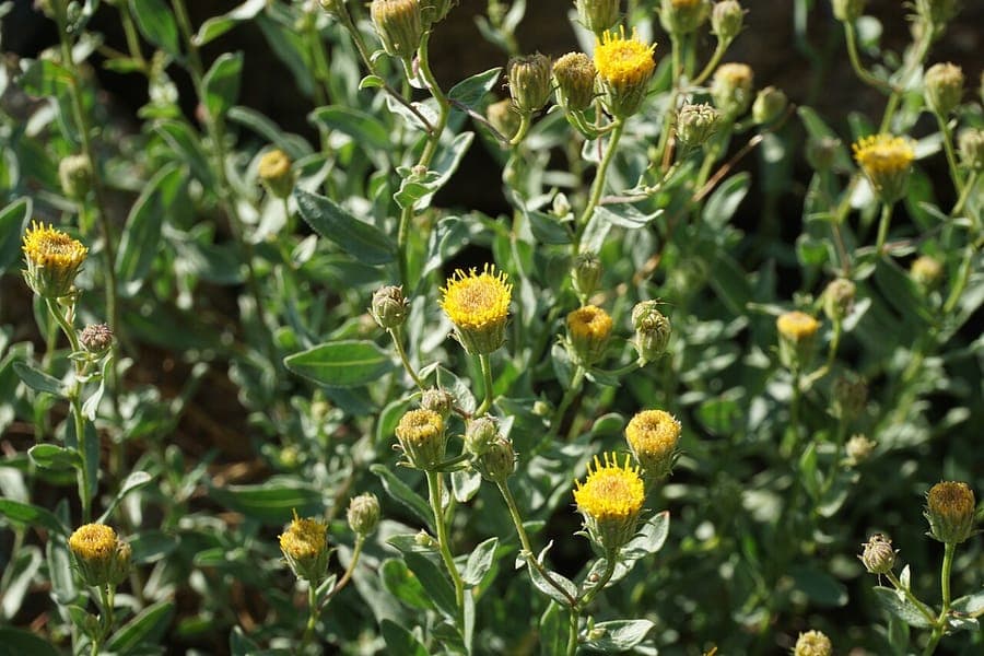 Erigeron petrophilus mit weissen Blutenkorben auf sonnigem Felsuntergrund