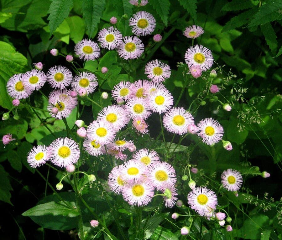Erigeron philadelphicus plant met roze bloemen en groene bladeren