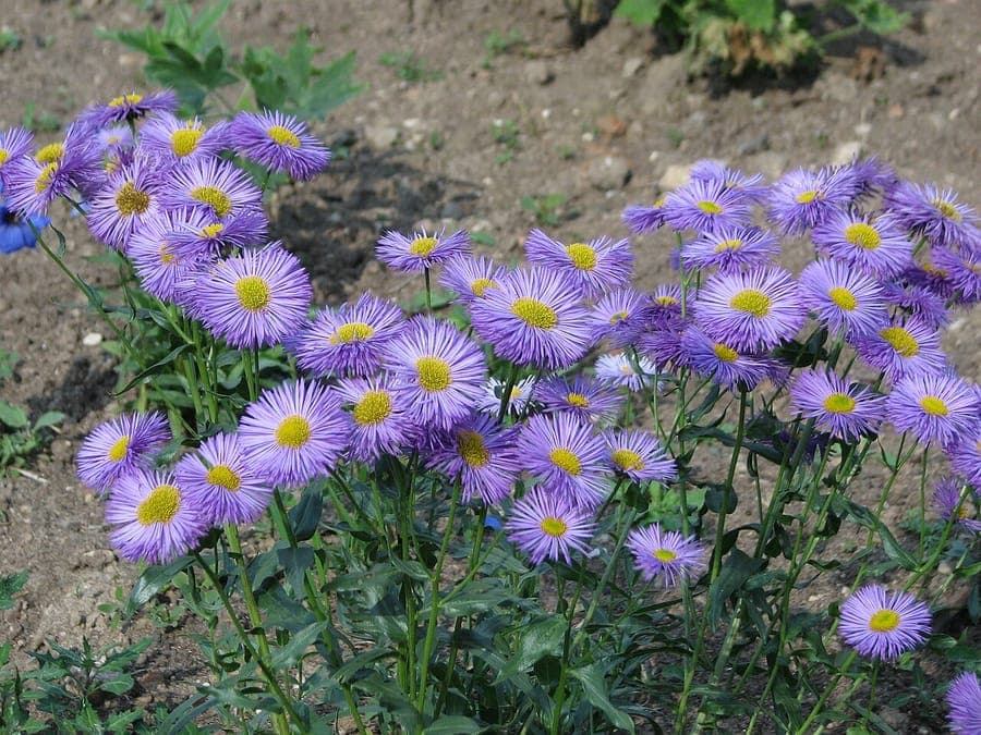 Aspen daisy with purple-pink blooms