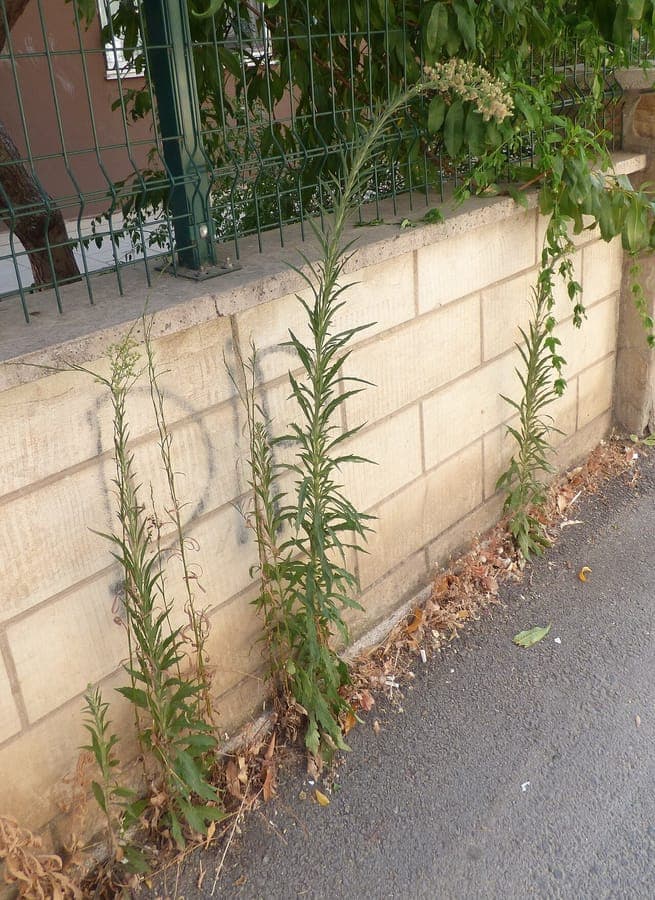 Weißes Berufkraut in voller Blüte im sonnigen Garten, mit zarten weißen Blüten und gelbem Zentrum über schmalem grünem Laub