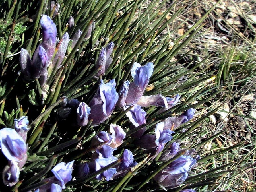 Paarse bloemen van Igelginster op stekelige bergplant
