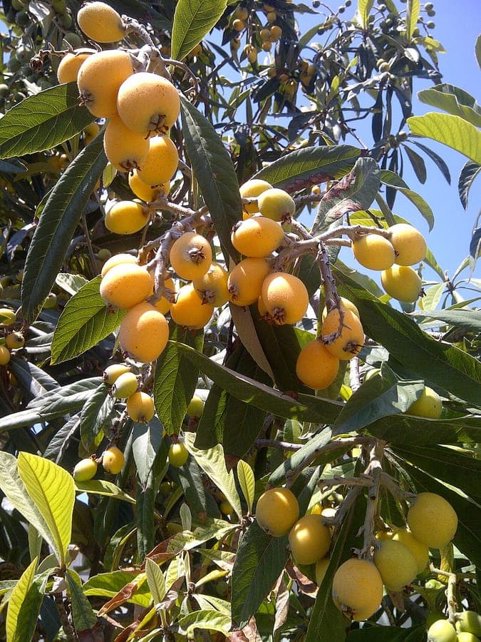 Loquat tree with ripe golden fruit and lush green foliage