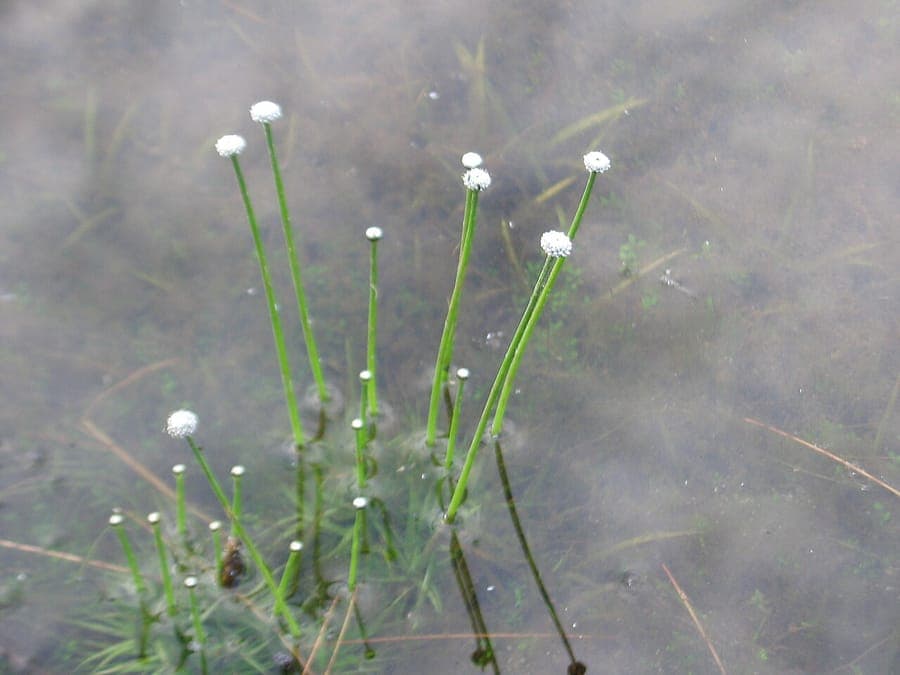 Eriocaulon aquaticum (siebenkantiges Pfeifenkraut) mit weißen Blüten
