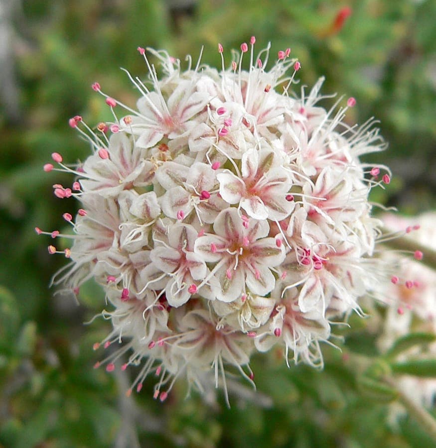 Eriogonum fasciculatum shrub covered in cream-white flower clusters in dry California chaparral landscape