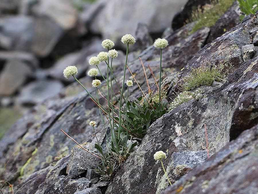 Eriogonum latens met bloemschermen op droge rotsachtige bodem in de Inyo Mountains van Californie