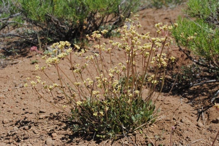 Eriogonum marifolium avec ses ombelles jaunes sur sol rocheux sec en Californie