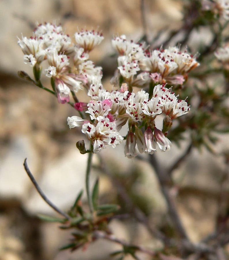 Eriogonum microthecum mit kleinen violetten Blutendolden auf trockenem Felsboden