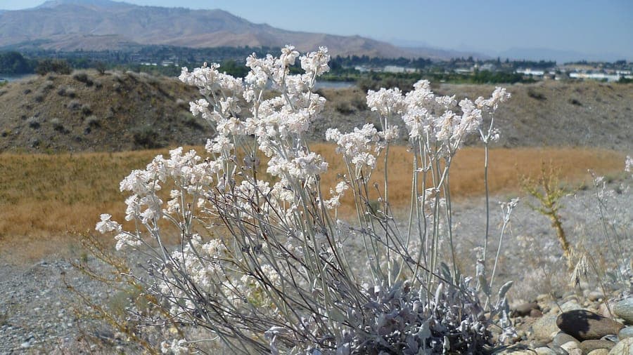 Eriogonum niveum avec ses ombelles blanches sur pente rocheuse sèche
