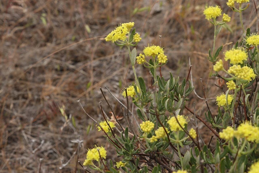 Eriogonum sphaerocephalum mit runden gelben Blutenkopfchen auf trockenem Felsboden