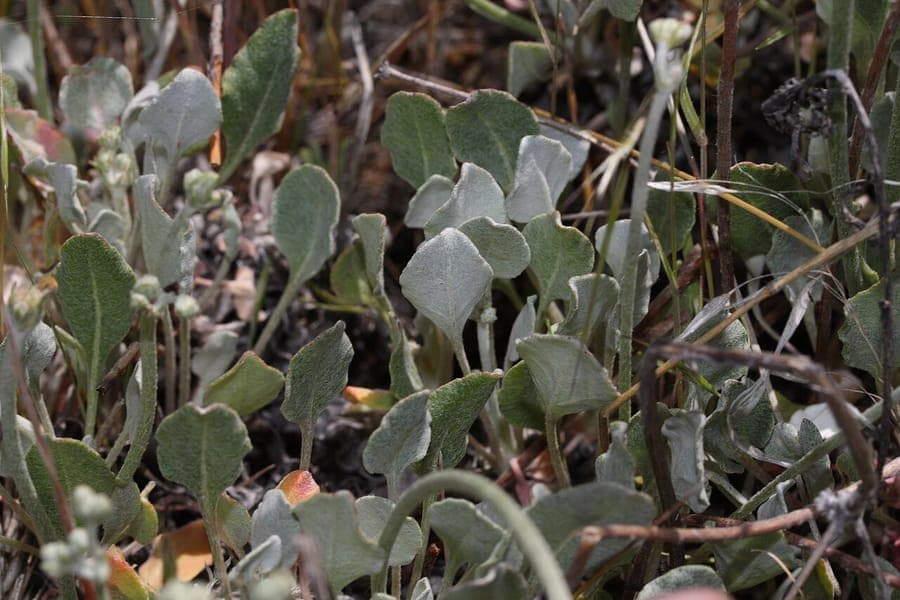 Blue mountain buckwheat in bloom on a dry rocky hillside