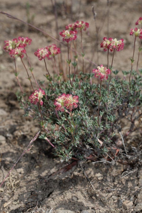 Eriogonum thymoides with pale yellow flowers growing in rocky terrain
