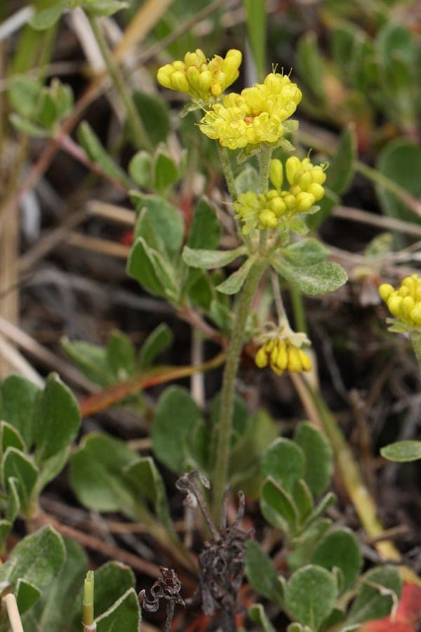 Eriogonum umbellatum with bright yellow flower clusters on dry rocky terrain