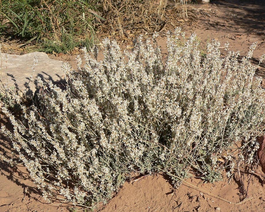 Eriogonum wrightii with white flower clusters in rocky dry habitat