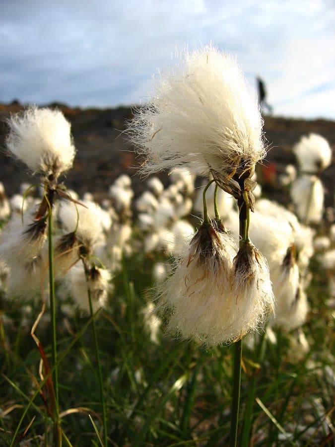 Common cotton-grass in full bloom on wet acidic soil, white fluffy seed heads visible in late spring